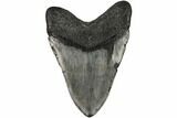 Fossil Megalodon Tooth - South Carolina #187678-2